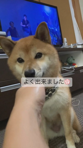 お手をしないてんちゃん