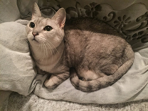 ネコ 校正 ゲラ