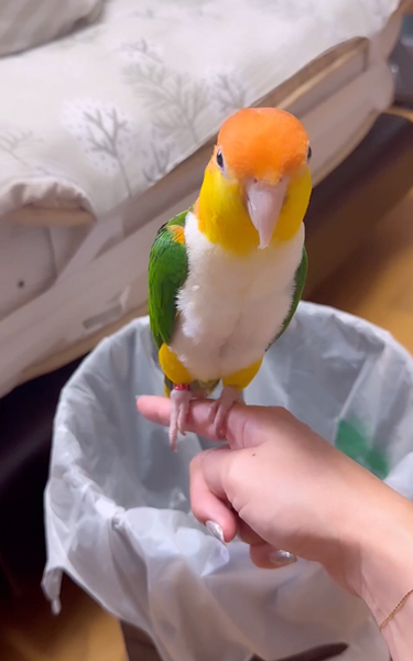 トイレトレーニングが完璧なインコ
