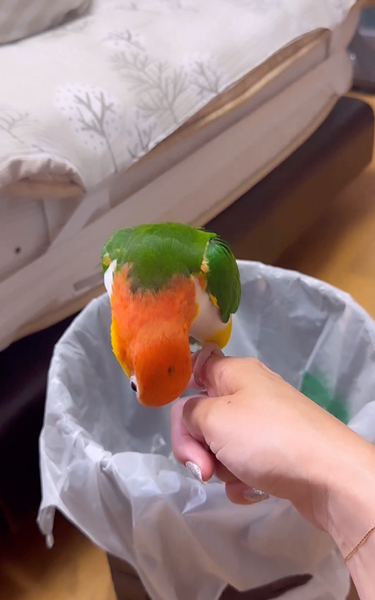 もぞもぞするインコ