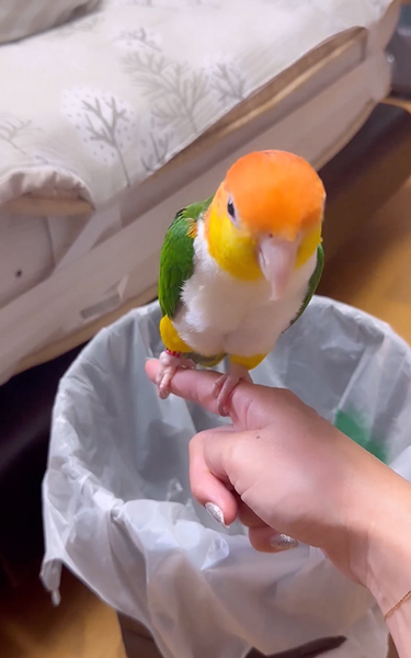 飼い主がうんちと言うと