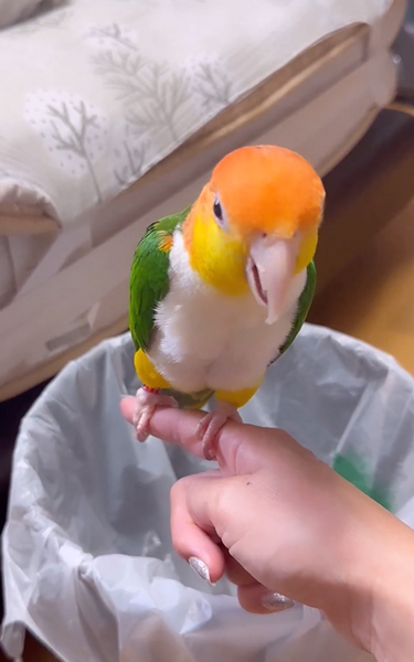 ウンチというインコ