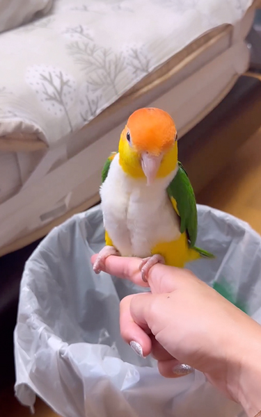 お尻フリフリインコ