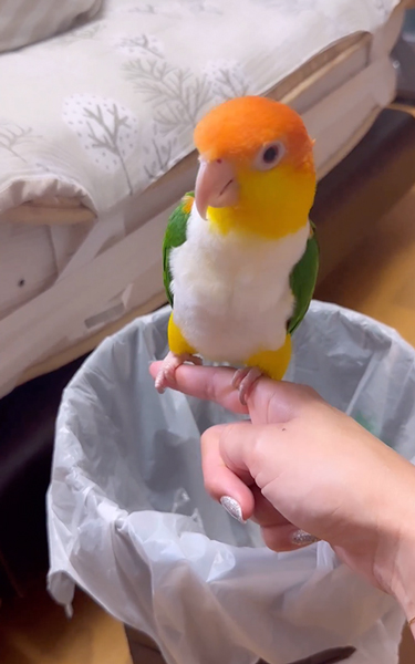 すっきりインコ