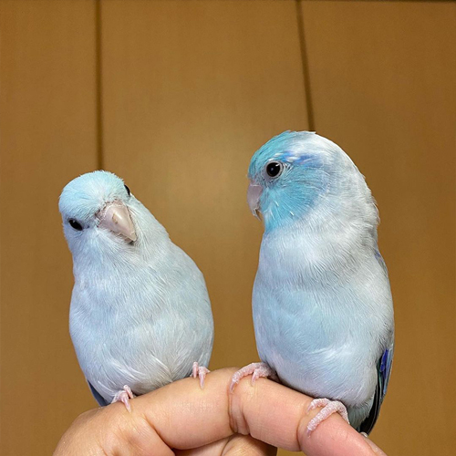 ウルくんとミルくん