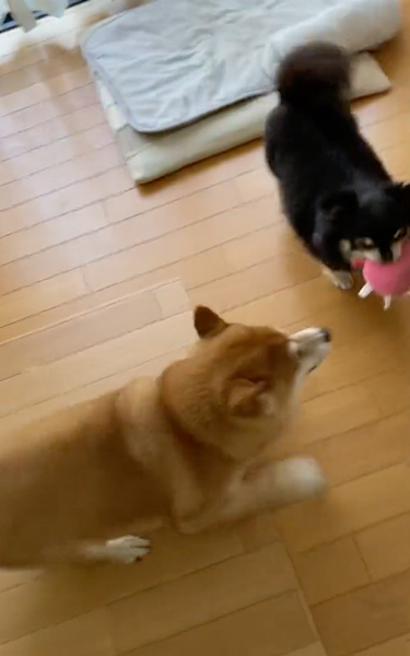 先住犬に怒られて言いつけにくる柴犬