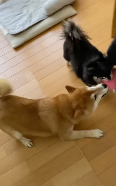 先住犬に怒られて言いつけにくる柴犬