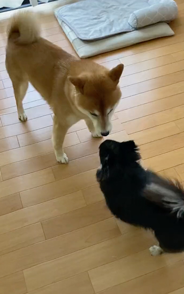 先住犬に怒られて言いつけにくる柴犬