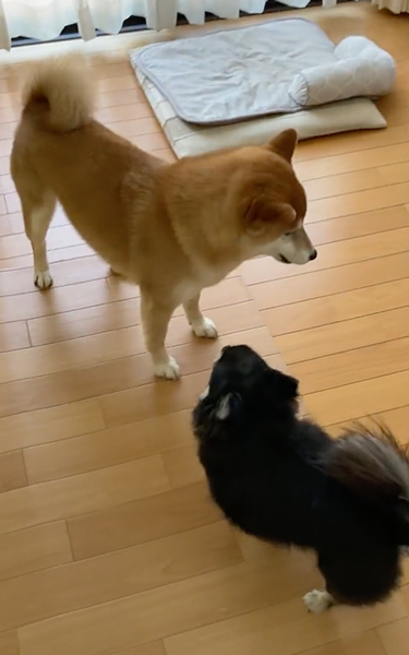 先住犬に怒られて言いつけにくる柴犬