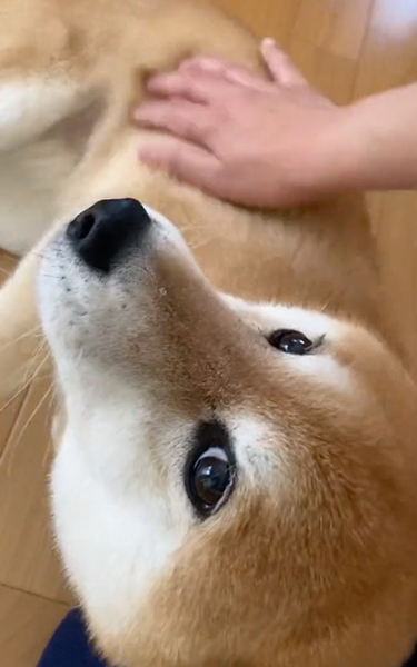 先住犬に怒られて言いつけにくる柴犬