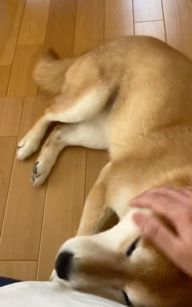 先住犬に怒られて言いつけにくる柴犬