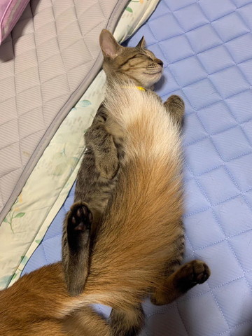しっぽを布団にする猫