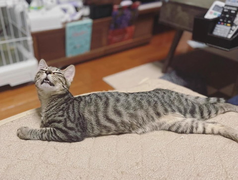 気持ちよさそうな顔で上向いてる猫