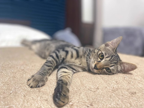 横になってカメラ目線猫