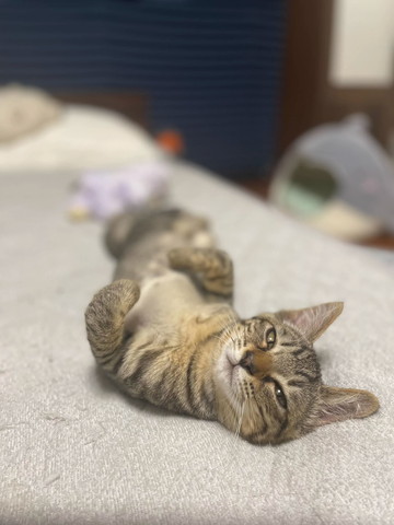 へそ天カメラ目線猫