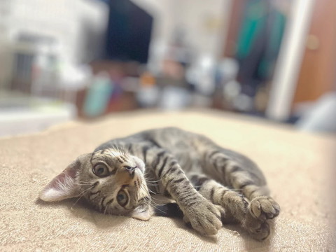 前足合わせて横になってる猫