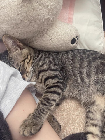 飼い主にくっついて寝てる猫