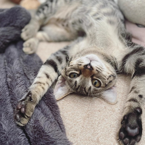 バンザイしてる猫