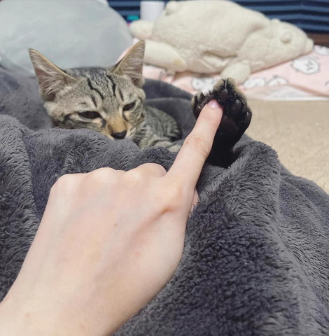 猫の肉球に人差し指