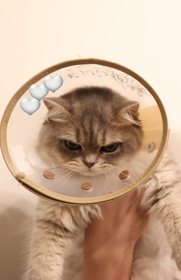 エリザベスカラーをつけた猫