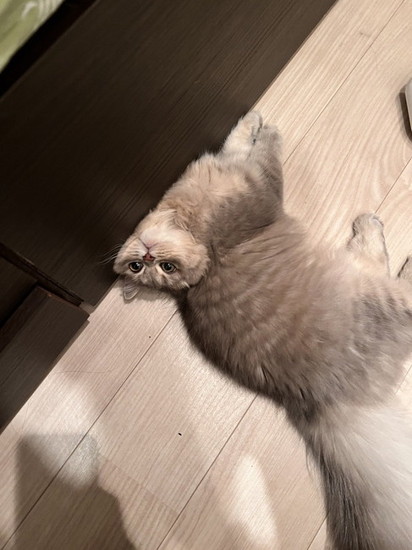 首に角度がついた猫