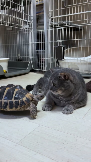 前回プルート