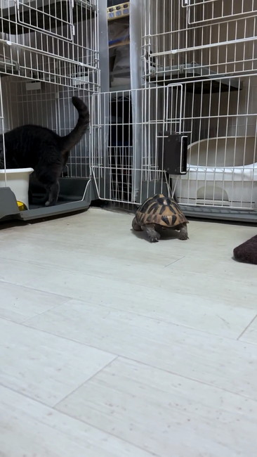 追いかけるカメ