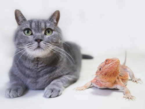 プルートとウラヌス