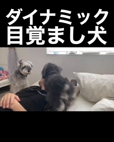 ダイナックな目覚まし犬