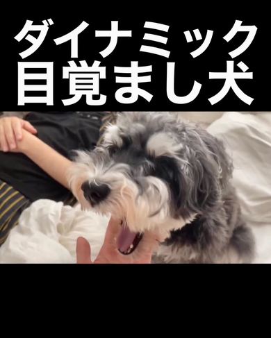 ダイナックな目覚まし犬