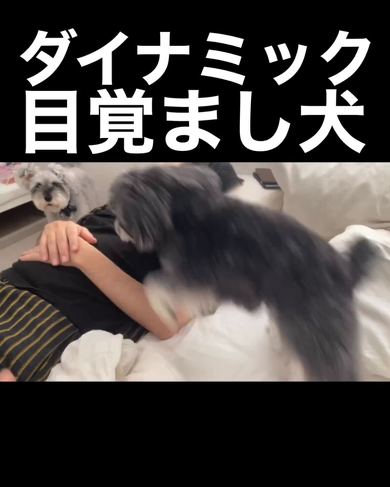 ダイナックな目覚まし犬