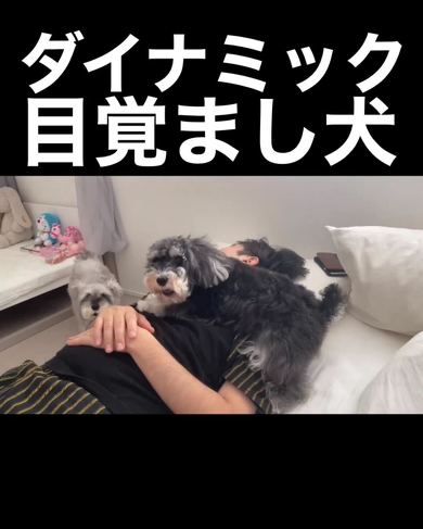 ダイナックな目覚まし犬