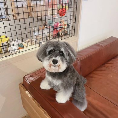 トリミングしたジジちゃん