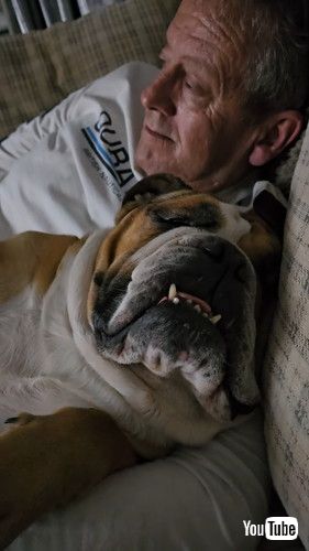 パパと眠るブルドッグ