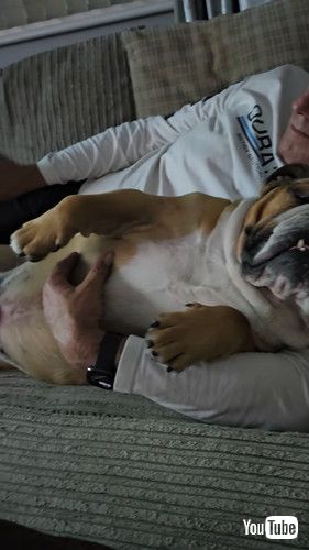 パパと眠るブルドッグ