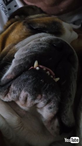 パパと眠るブルドッグ