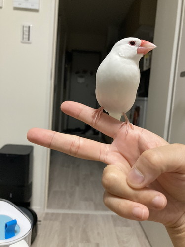 手にとまる文鳥