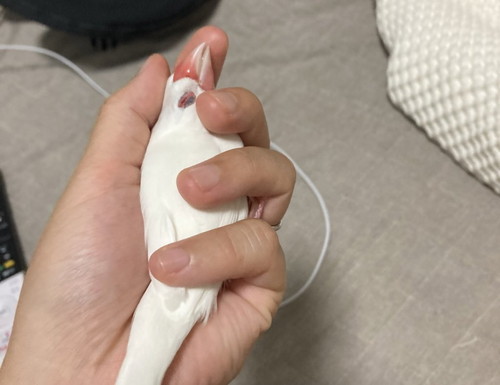 手の中ですやすや文鳥