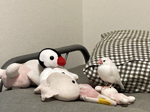 自信たっぷりおいりくんとこいもちゃん
