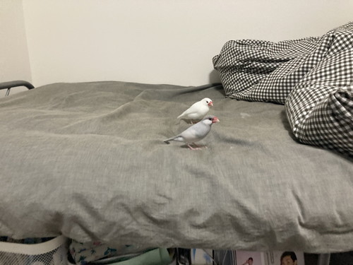 ベッドでお散歩おいりくんとこいもちゃん
