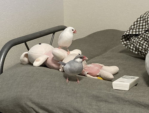 なかよしなおいりくんとこいもちゃん
