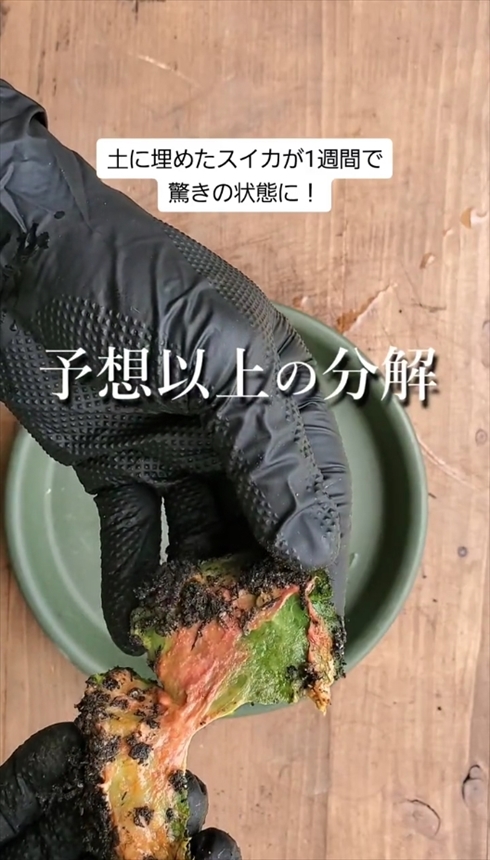 家庭菜園　実験　微生物　コンポスト大きな皮は分解が進み、