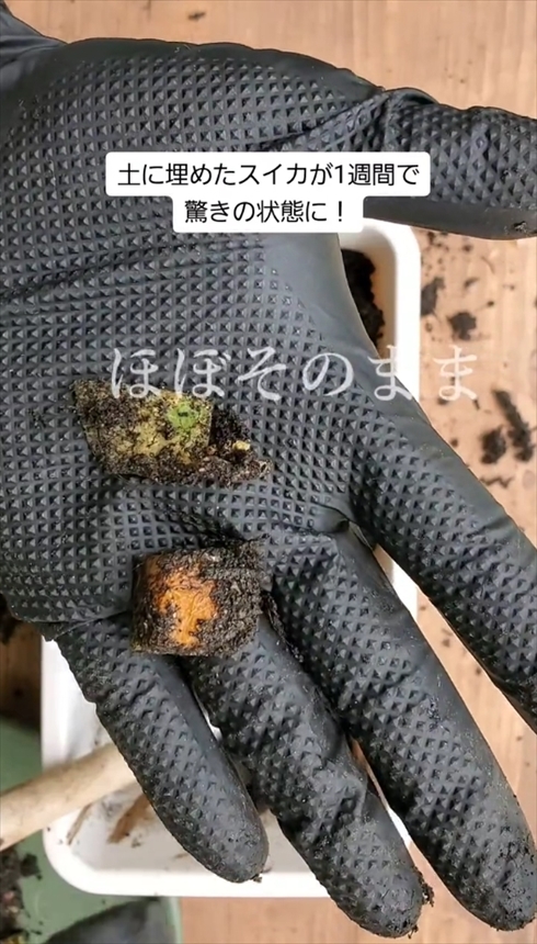 家庭菜園　実験　微生物　コンポスト