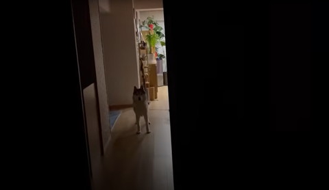 こちらをのぞくハスキー