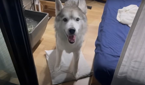 笑顔のワンコ窓際