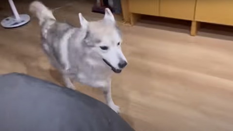 駆け寄ってくるハスキー