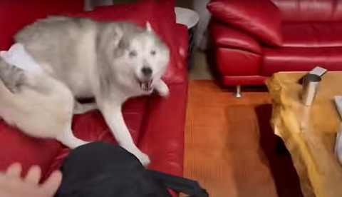 吠えてるワンコ