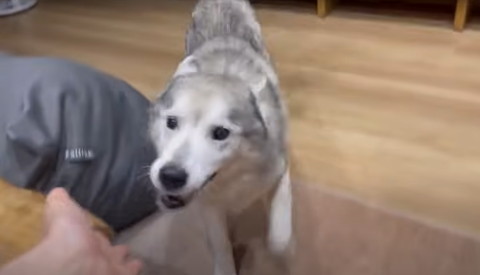 飛行機耳ワンコ