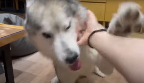 前足上げて舌出すワンコ