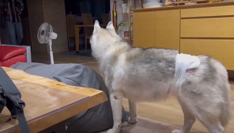 入ってくる人を見るワンコ